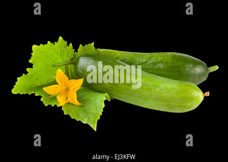 Gurken-Gemüse auf schwarzem Hintergrund Stockfoto