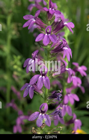 Lobelia X speciosa 'Vedrariensis' Stockfoto