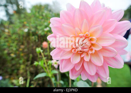 Rosa Seerose-Dahlie Stockfoto