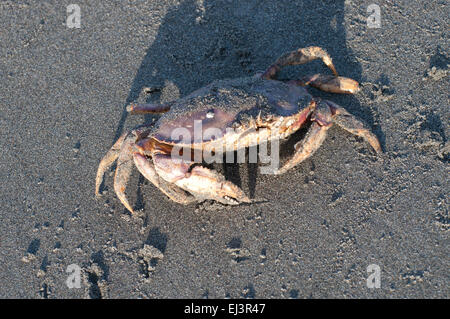 Ein Dungeness crab ist in Sand fotografiert am Strand in Ocean Shores, WA, USA. Stockfoto