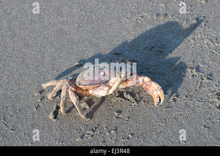 Ein Dungeness crab ist in Sand fotografiert am Strand in Ocean Shores, WA, USA. Stockfoto
