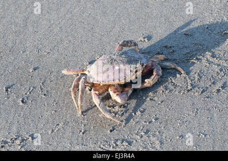 Ein Dungeness crab ist in Sand fotografiert am Strand in Ocean Shores, WA, USA. Stockfoto