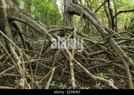 Gliedmaßen und Wurzeln der Mangrovenbäume in Reserva biologische Nosara schauen, wie die Bäume in Nosara, Costa Rica marschiert sind Stockfoto