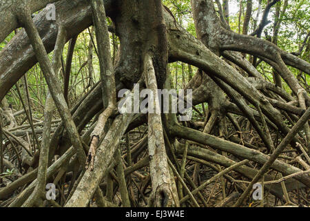 Gliedmaßen und Wurzeln der Mangrovenbäume in Reserva biologische Nosara in Nosara, Costa Rica Stockfoto