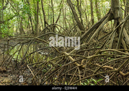 Gliedmaßen und Wurzeln der Mangrovenbäume in Reserva biologische Nosara sehen lebendig in Nosara, Costa Rica Stockfoto