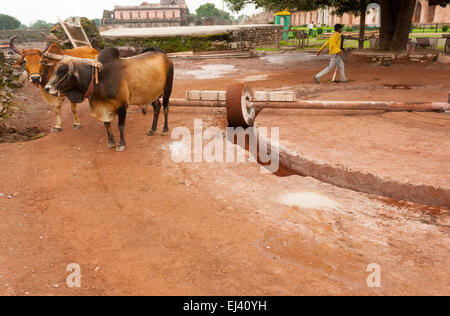 Bull getrieben Wasserpumpe an einem ländlichen Ort in Indien Stockfoto