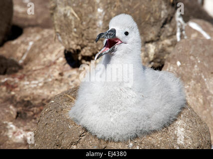 Schwarze browed Albatros Küken im Nest West Point-Island-Falkland-Inseln Stockfoto