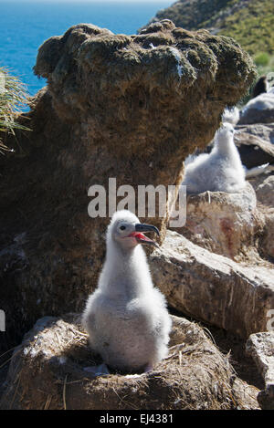 Schwarze browed Albatros Küken im Nest West Point-Island-Falkland-Inseln Stockfoto