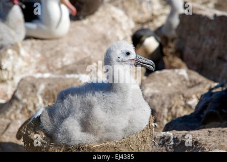 Schwarze browed Albatros Küken im Nest West Point-Island-Falkland-Inseln Stockfoto