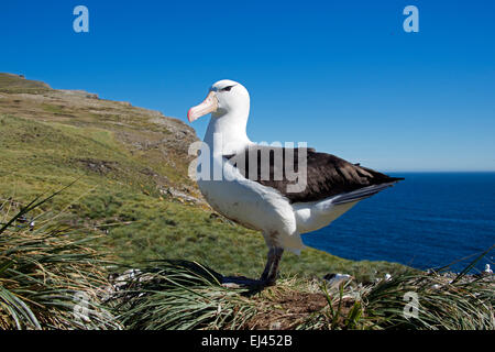 Schwarzen browed Albatross West Point Island Falkland-Inseln Stockfoto