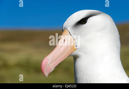 Close-up schwarz browed Albatross West Point Island Falkland-Inseln Stockfoto