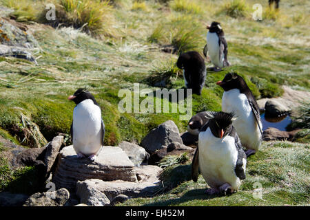 Gruppe von Hopper Pinguine West Point Felseninsel Falkland-Inseln Stockfoto