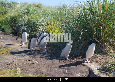 Gruppe von Hopper Pinguine West Point Felseninsel Falkland-Inseln Stockfoto