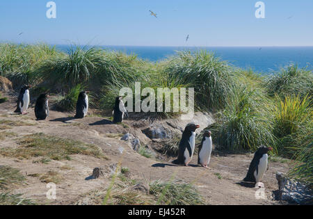 Gruppe von Hopper Pinguine West Point Felseninsel Falkland-Inseln Stockfoto