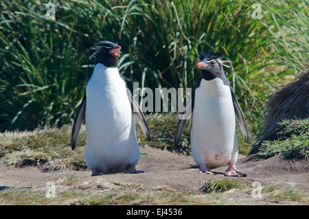 Zwei Trichter Pinguine West Point Felseninsel Falkland-Inseln Stockfoto