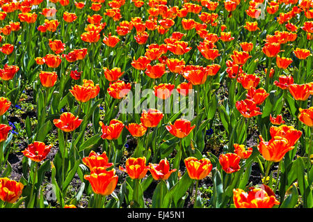 Red tulips in the garden Stockfoto