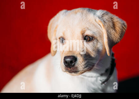 Schöner weißer Hund Lab Labrador Retriever Welpe Welpe Whelp im Freien im Frühjahr Stockfoto