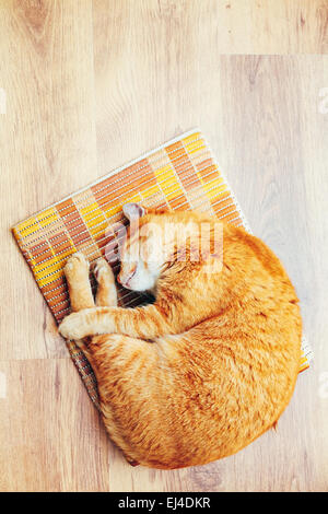 Friedliche Orange Rot Tabby Katze Kitten männlich zusammengerollt schläft In seinem Bett auf Laminatboden. Ansicht von oben Stockfoto