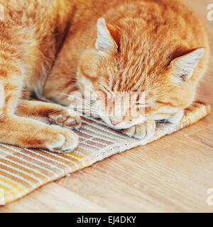 Friedliche Orange Rot Tabby Katze Kitten männlich zusammengerollt schläft In seinem Bett auf Laminatboden. Stockfoto