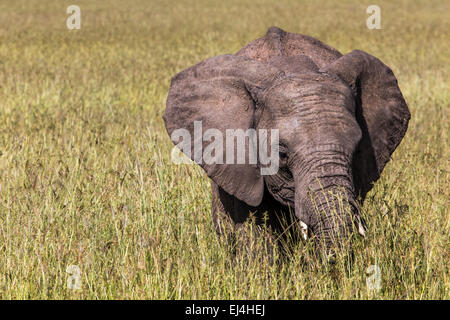 Wilde Elefanten in Masai Mara National Reserve, Kenia. Stockfoto