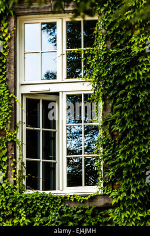 Fenster mit grünen Efeu bedeckt Stockfoto