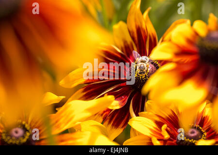 Nahaufnahme Foto eine westliche Honigbiene sammeln Nektar und Pollen auf eine junge Herbst Sonne Sonnenhut (Rudbeckia Nitida) zu verbreiten. Stockfoto