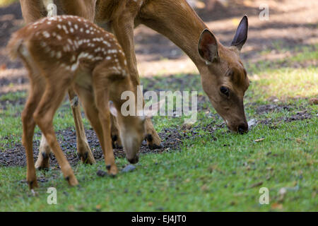 Mütterliche Liebe, Rehe und niedlichen Rehkitz Stockfoto