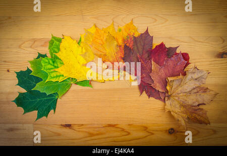 Lebenszyklus eines Blattes, Herbstfarben, Natur Stockfoto