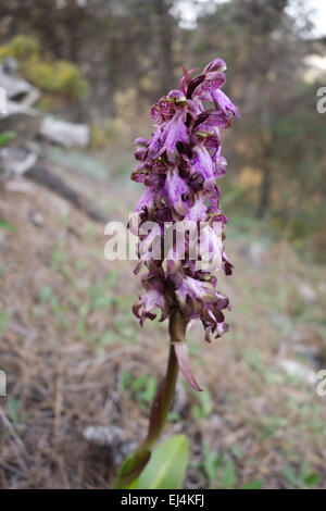 Riesigen Orchidee, Barlia Robertiana, Andalusien, Südspanien. Stockfoto