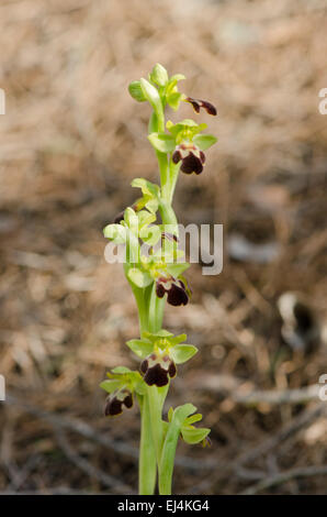 Düstere Bee-Orchidee oder die dunkle Biene-Orchidee, Ophrys Fusca Ssp Dyris, wilde Orchidee in Andalusien, Südspanien. Stockfoto