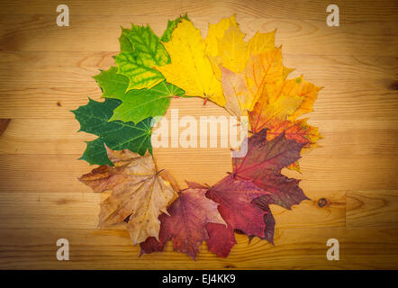 Lebenszyklus eines Blattes, Herbstfarben, Natur Stockfoto