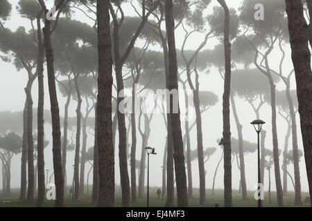 Morgennebel deckt Pinien (Pinus Pinea) im Park La Pineta Sacchetti in Rom, Italien. Stockfoto