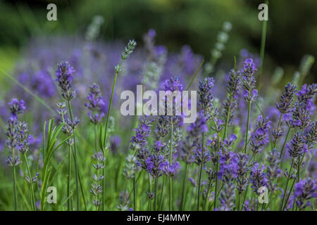 Blüte Lavandula (gemeinsame Name Lavendel) mit Schärfentiefe im Vordergrund. Stockfoto