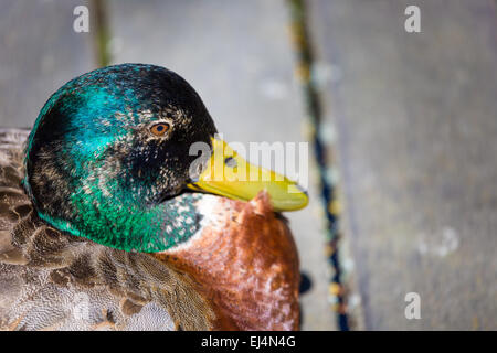 Männliche Stockente (Anas Platyrhynchos) Stockfoto