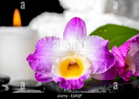 Nahaufnahme von Spa Stillleben lila Orchidee Dendrobium, Kerze und grünes Blatt Calla Lilie mit Tau auf schwarzen Zen Steinen Stockfoto