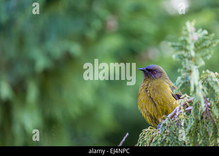 Beliebte New Zealand Vogel Natur-Waldes. Stockfoto