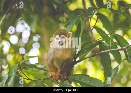 Ein schwarz-capped Totenkopfaffen sitzen auf einem Baum (Saimirinae Saimiri Boliviensis) Stockfoto