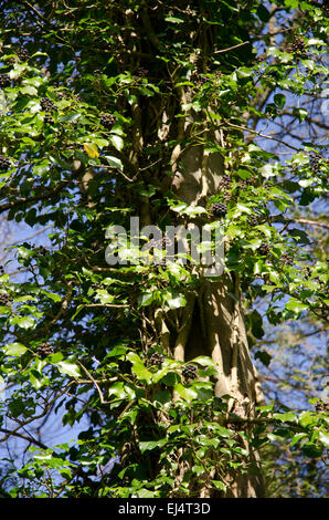 Efeu Klettern auf den Stamm eines Baumes Stockfoto