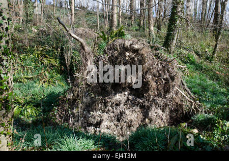 Umgestürzten Baum, Wurzeln Stockfoto