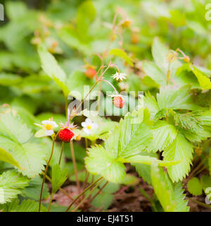 Wilde Erdbeeren Stockfoto