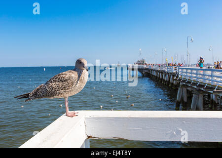 Nahaufnahme einer Möwe in Sopot Pier, Gdansk mit der Ostsee im Hintergrund, Polen 2013. Stockfoto