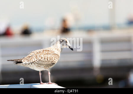 Nahaufnahme einer Möwe in Sopot Pier, Gdansk mit der Ostsee im Hintergrund, Polen 2013. Stockfoto