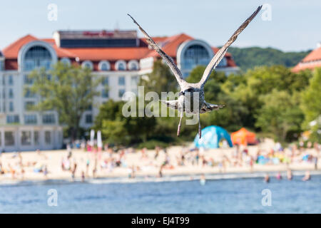 Möwen-Flyingon der Mole in Sopot, Polen. Stockfoto