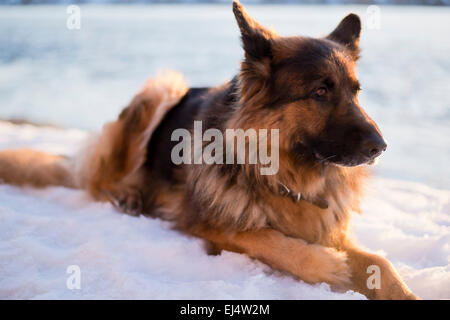 Deutscher Schäferhund in einer Schneewehe Stockfoto