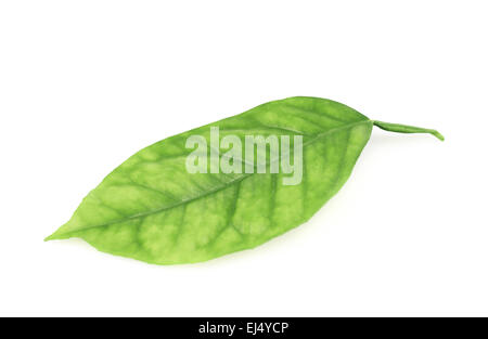 Zitronen Baum Blatt isoliert Stockfoto