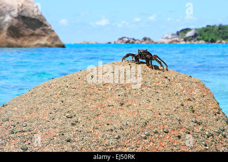 Krabbe auf Granitfelsen in der Küste des Indischen Ozeans. Stockfoto