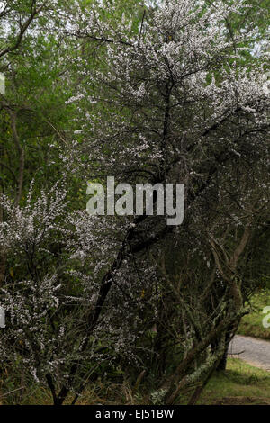 Leptospermum Scoparium, Manuka Strauch blüht, Neuseeland. Stockfoto