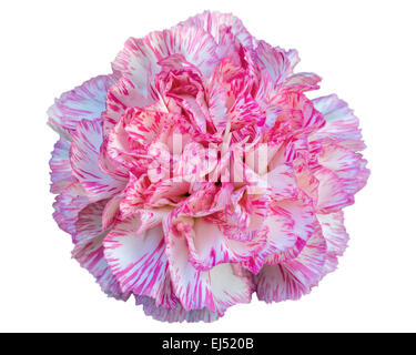 Schöne rosa Nelke Blume isoliert auf weißem Hintergrund Stockfoto