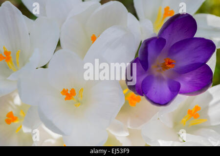 Lila und weiße Krokus Blumen im Garten Stockfoto
