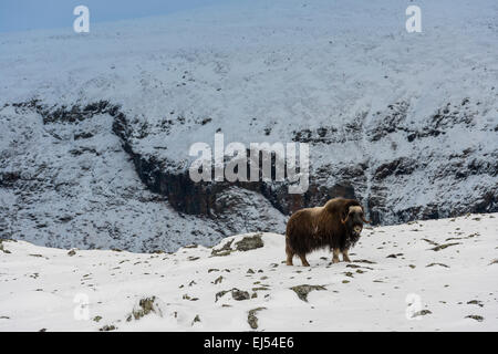 Moschusochsen im Schnee im Nationalpark Dovrefjell in Norwegen. Stockfoto